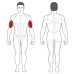 Body-Solid Steelflex Plate Load bicepszgép
